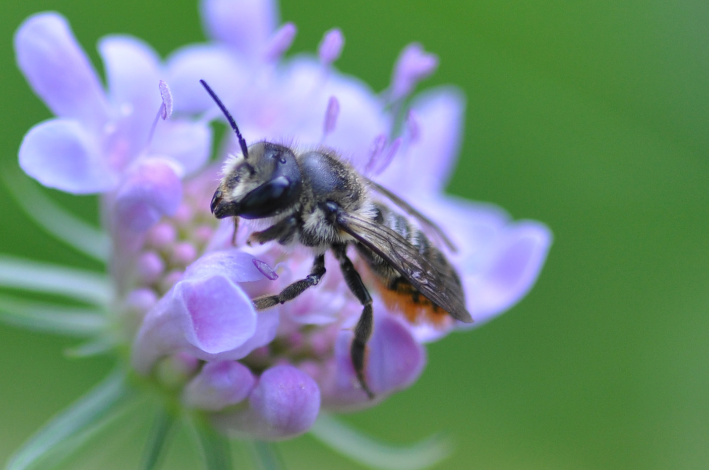 Megachile sp., Apidae Megachilinae